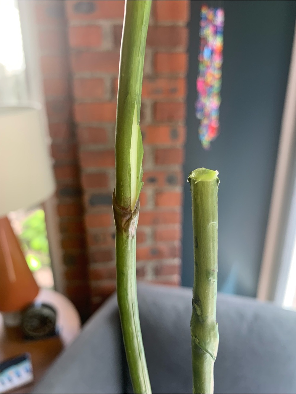 Crate & Barrel Faux Orchid Stem - Picture 5 of 6